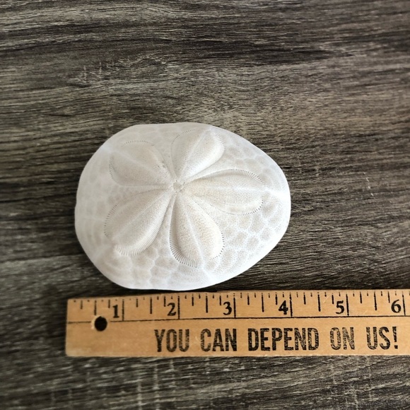 Large White Coastal Sand Dollar - Picture 5 of 9